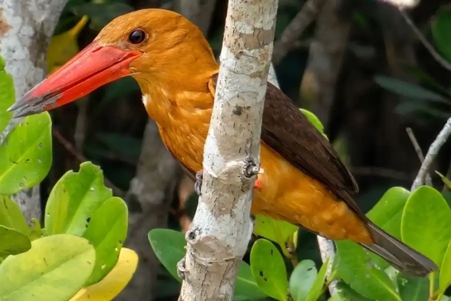 Brown-winged Kingfisher