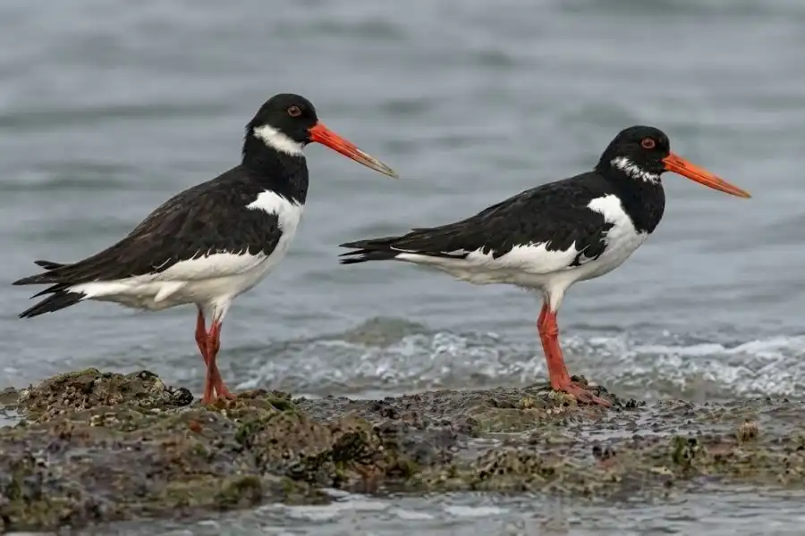 Eurasian Oystercatchers in sundarban