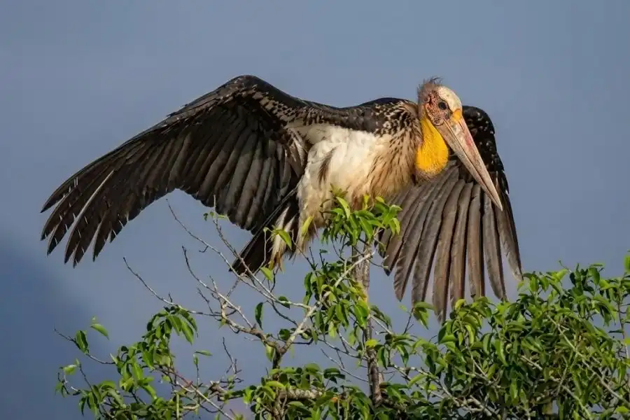 Lesser Adjutant stork