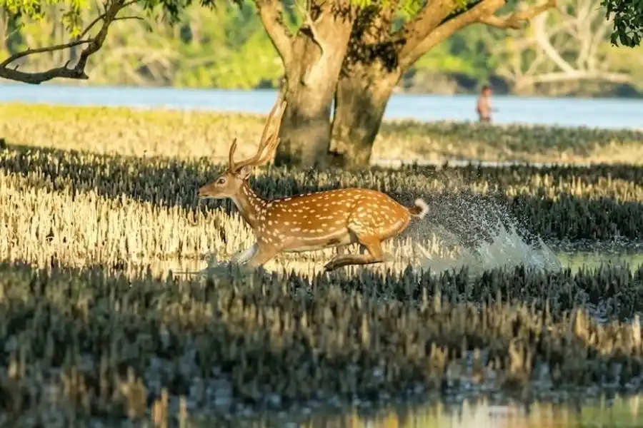 Sundarban Deer running on sundarban river beach