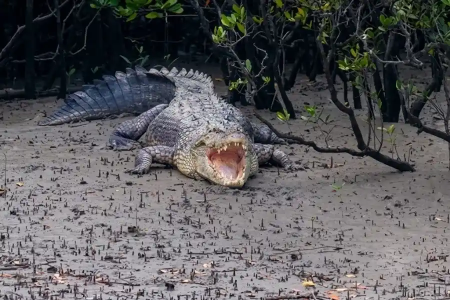 Sundarban crocodile having a rest with open mouth