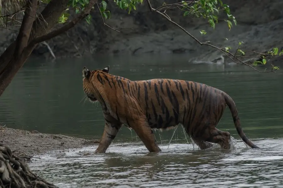 Sundarban royal bengal tiger crossing the river going to the jungle