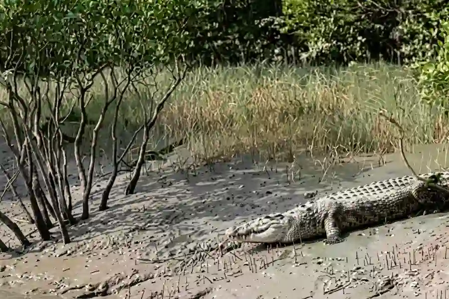 Sundarban wild crocodile is steping into the water