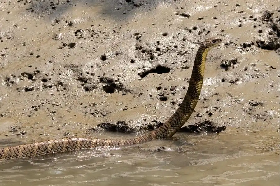 Sundarban wild king cobra