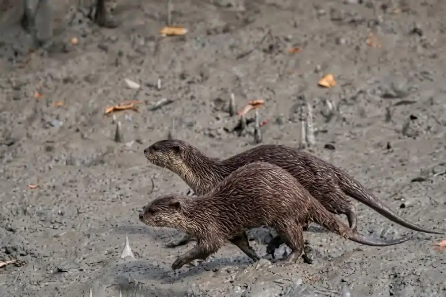 Sundarban's wild otters