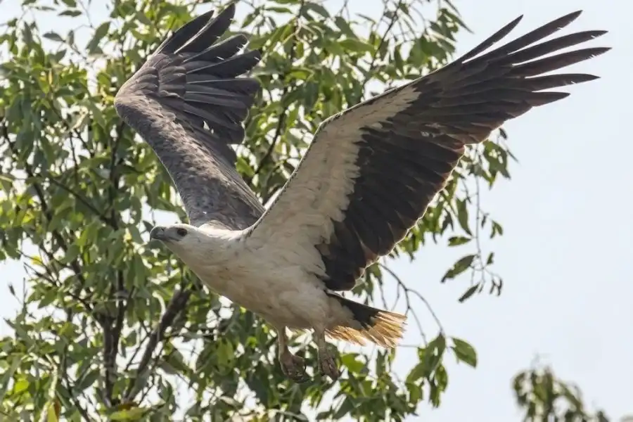 White bellied sea eagle flying above the sundarban jungle