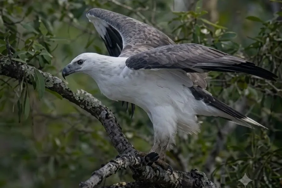 White bellied sea eagle seating on a branch of sundarban Tree