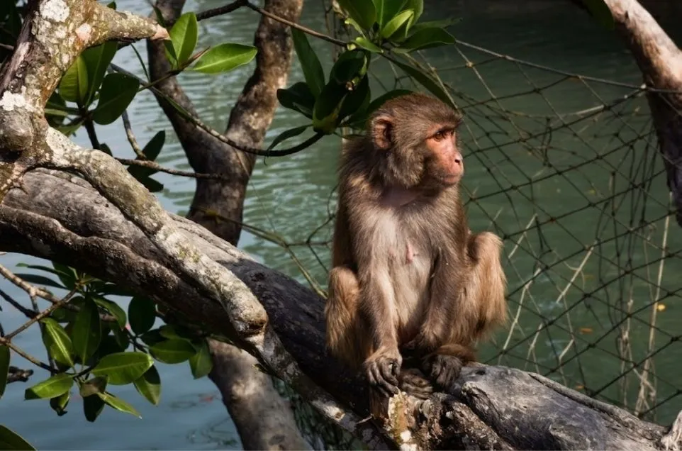 sundarban-monkey seting on a branch of a tree